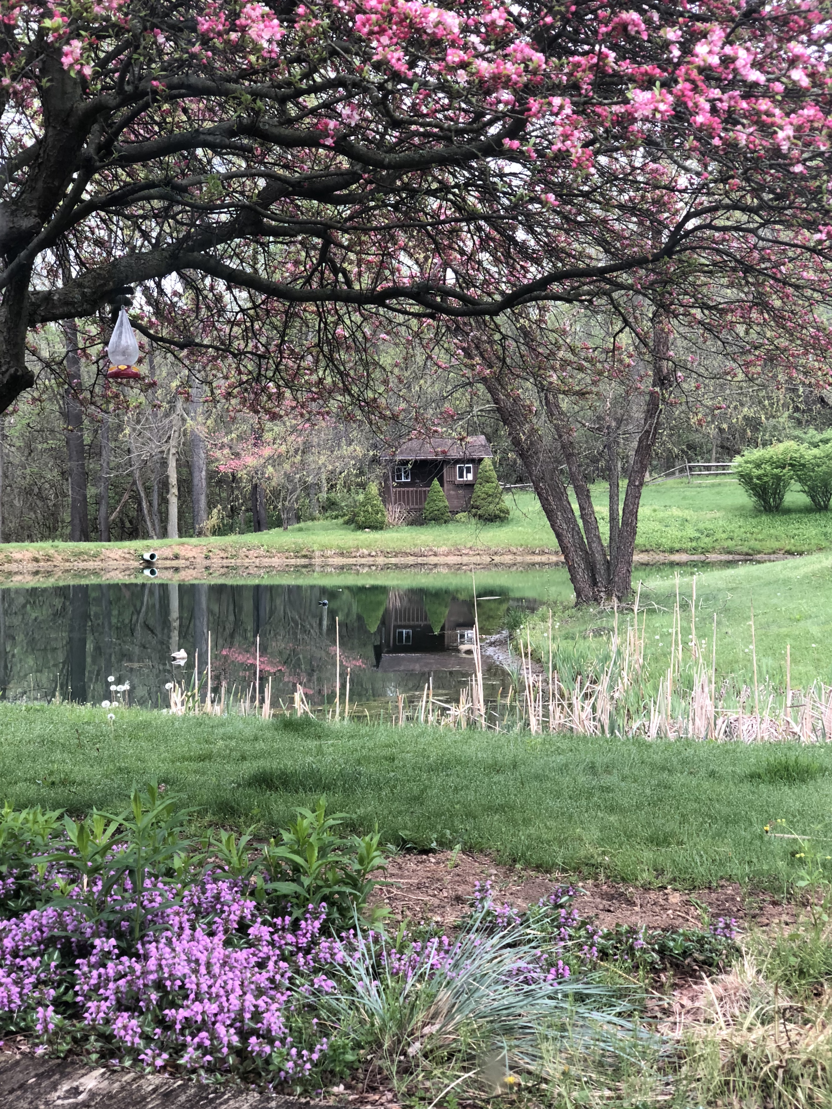 springtime pond