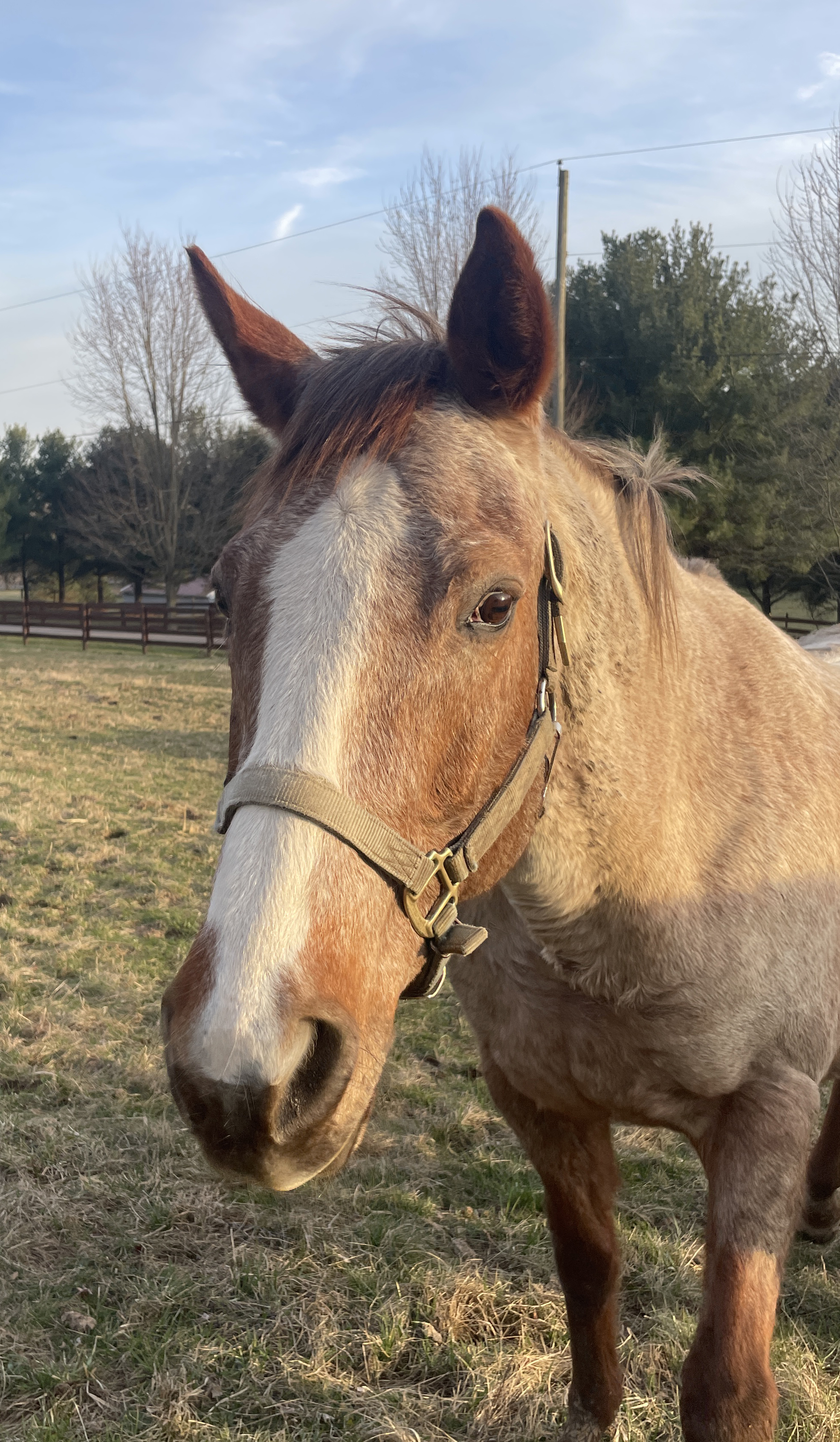 Happy Horse