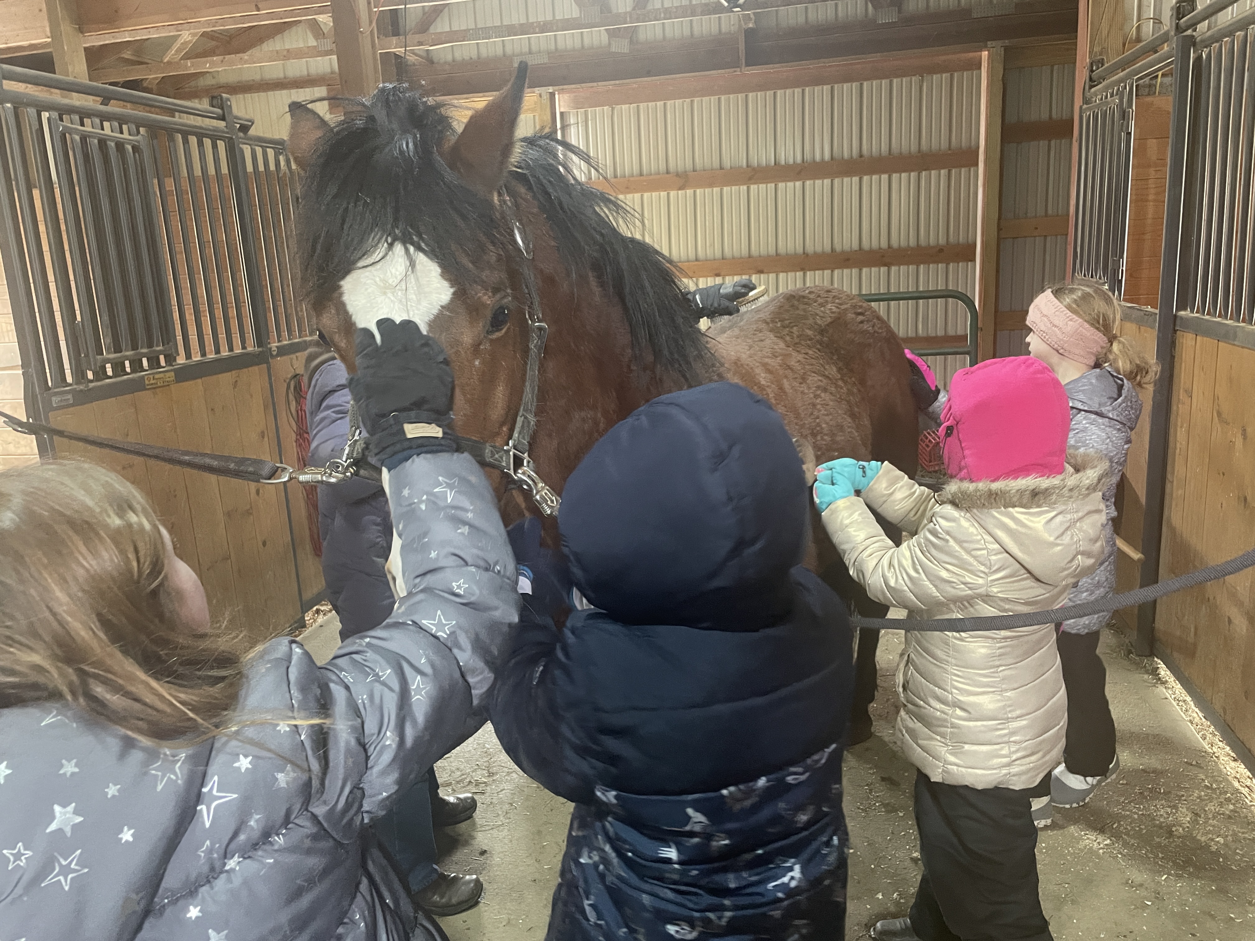 young kids caring for a pony