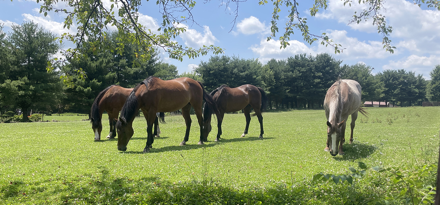 pack of horses grazing